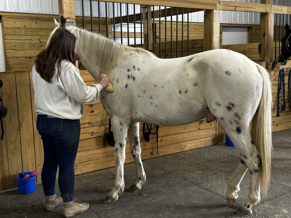 Grooming a horse reduces stress.
